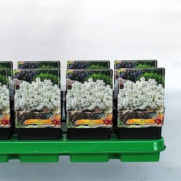 Iberis sempervirens 'Fischbeck'