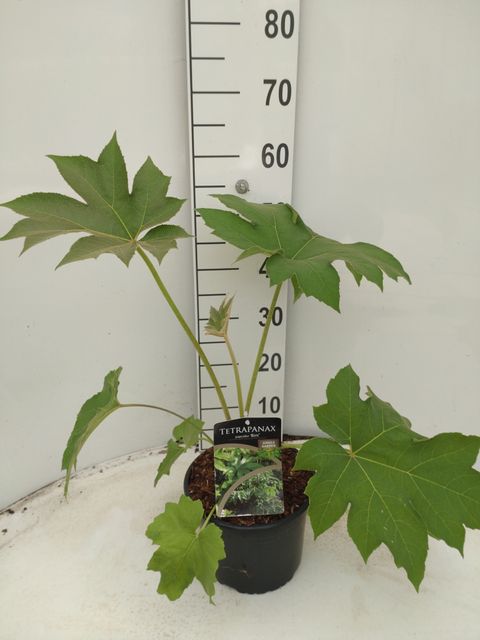 Tetrapanax papyrifer 'Rex'