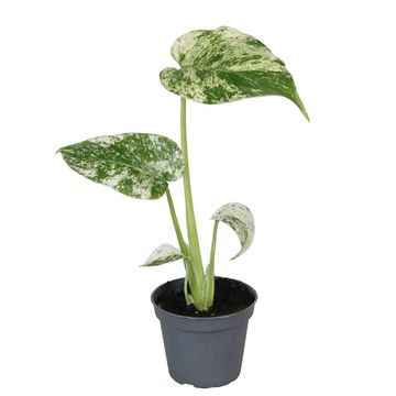 Монстера deliciosa 'Albovariegata Mint'