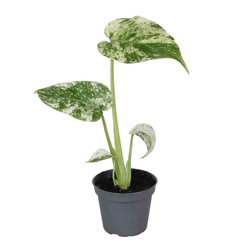 Monstera deliciosa 'Albovariegata Mint'