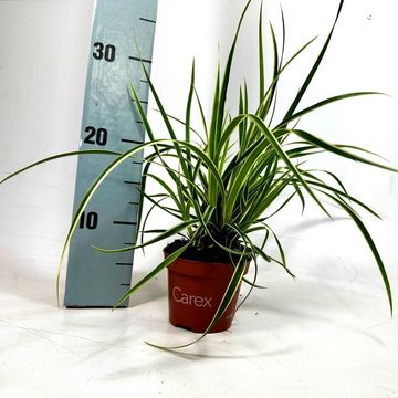 Carex morrowii 'Goldband'