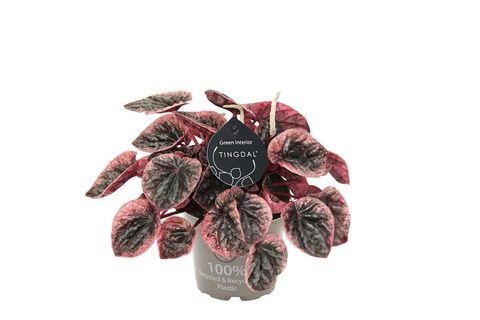 Peperomia caperata 'Abricos'