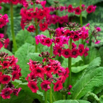 Primula japonica 'Miller's Crimson'