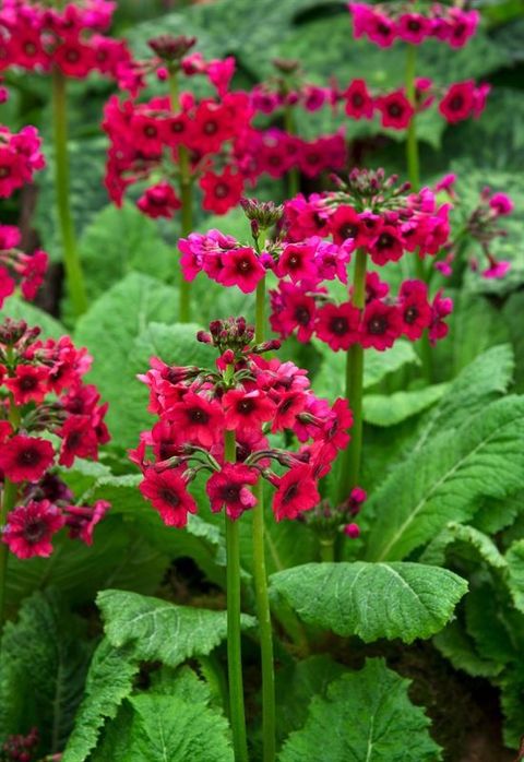 Primula japonica 'Miller's Crimson'