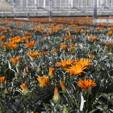 Gazania rigens 'Daybreak Bright Orange'