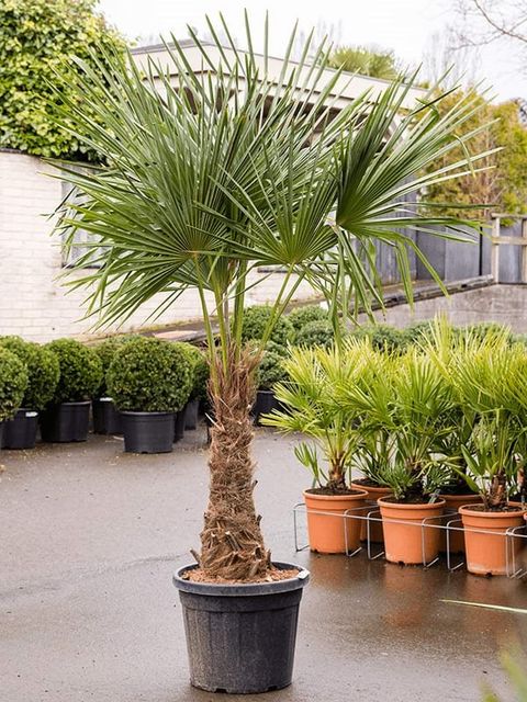 Trachycarpus fortunei