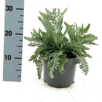 Achillea 'Moonshine'