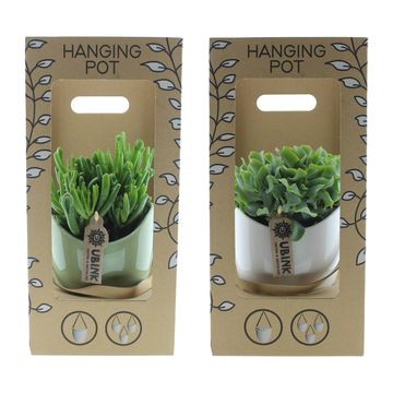 Succulents MIX IN POT