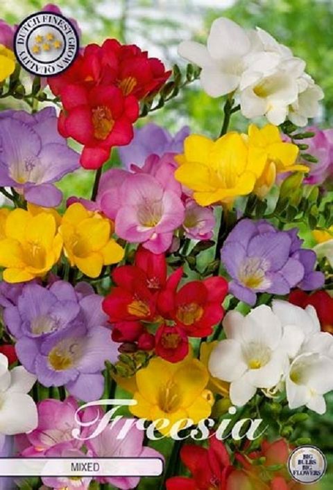 Freesia SINGLE MIX