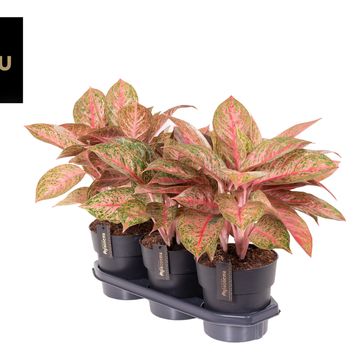 Aglaonema 'Tango Pink'