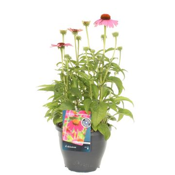 Echinacea LAKOTA ROSE