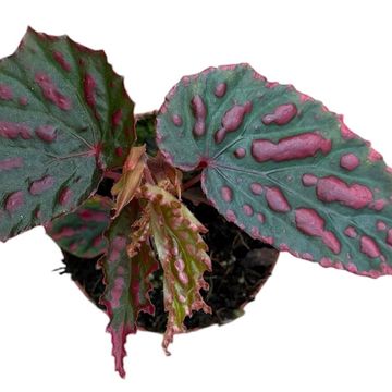 Begonia 'Mila's Miracle'