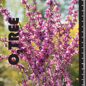 Cercis chinensis 'Avondale'