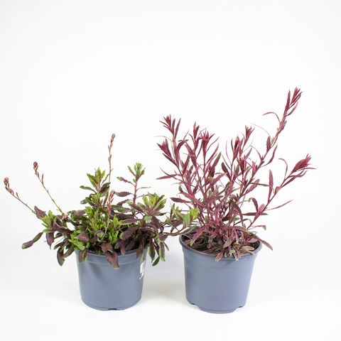 Gaura lindheimeri MIX