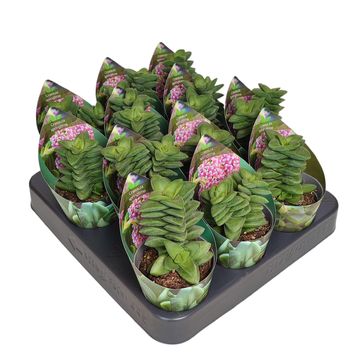 Crassula 'Springtime'