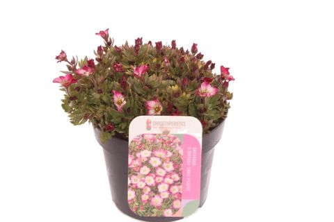 Saxifraga ALPINO EARLY PICOTEE