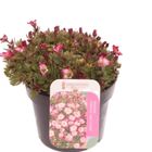 Saxifraga ALPINO EARLY PICOTEE