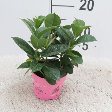 Mandevilla sanderi SUMMERSTAR EAGLE EYE