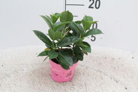 Mandevilla sanderi SUMMERSTAR EAGLE EYE