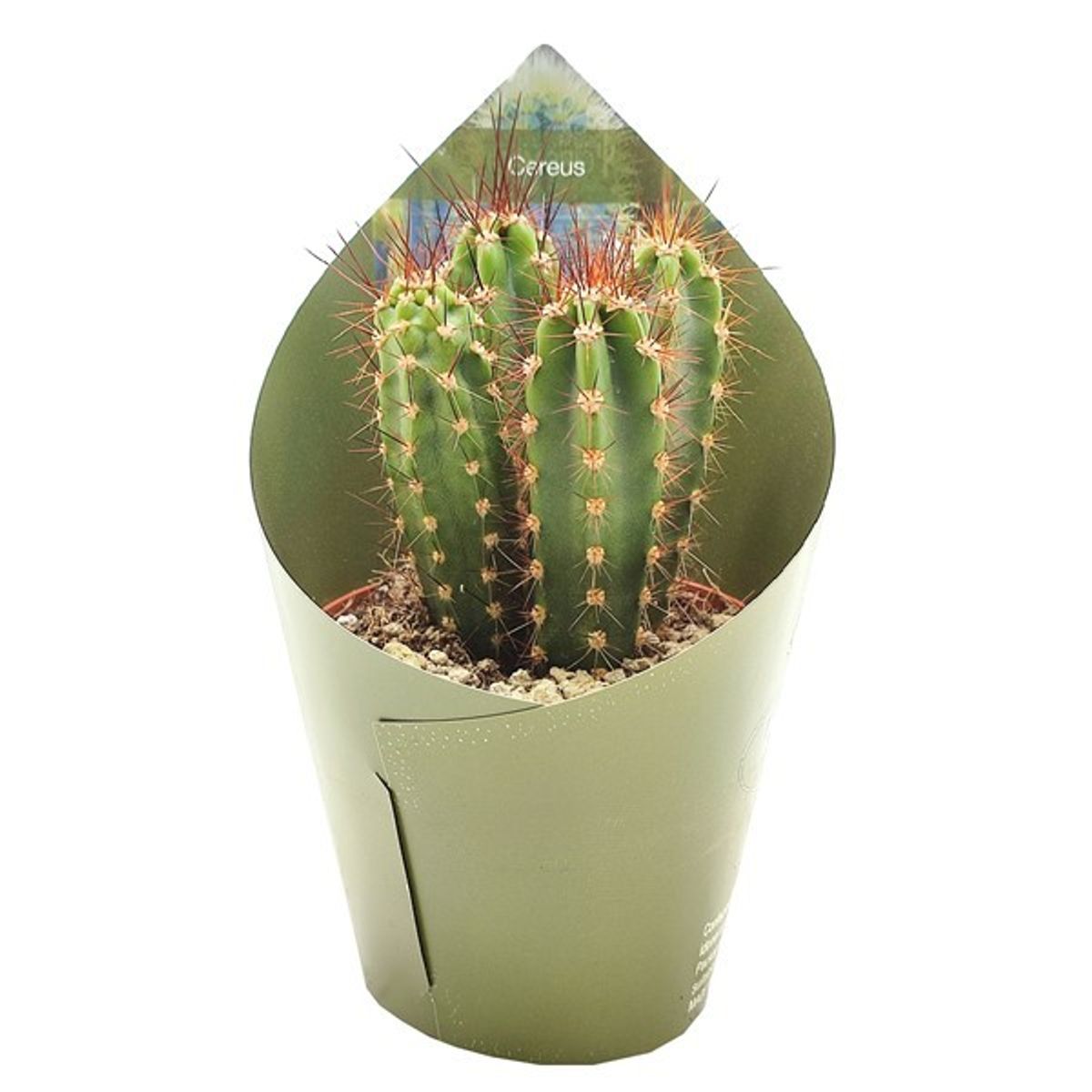Pilosocereus azureus — Plant Wholesale FlorAccess