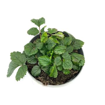 Astilbe chinensis 'Pumila'