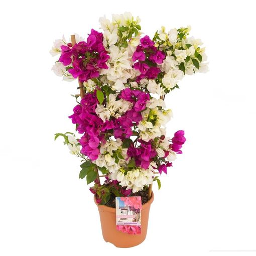 Bougainvillea MIX IN POT — Bitkiler Toptan Satış FlorAccess