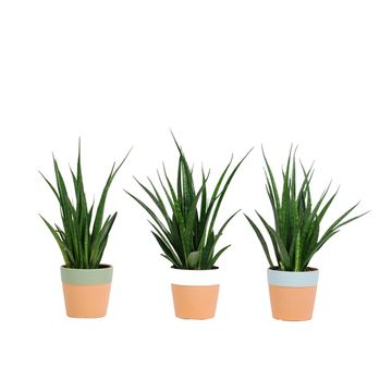 Sansevieria kirkii FRIENDS