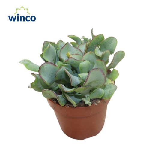 Crassula arborescens undilatifolia