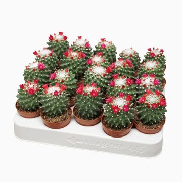 Mammillaria magnimamma 'Toluca'