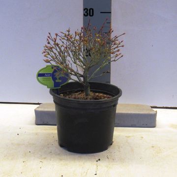 Acer palmatum 'Kiyohime'