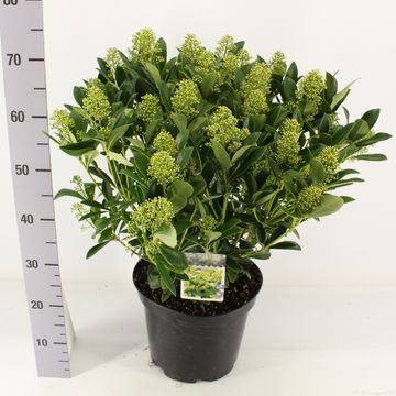 Skimmia japonica 'Finchy'