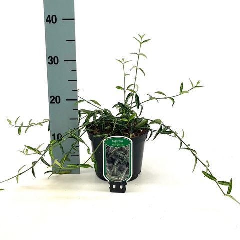Euonymus fortunei 'Wolong Ghost'