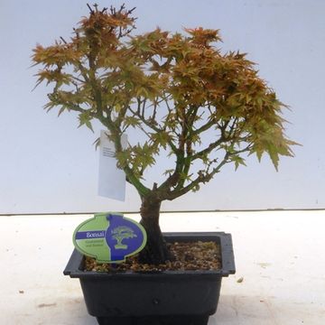 Acer palmatum 'Kotohime'