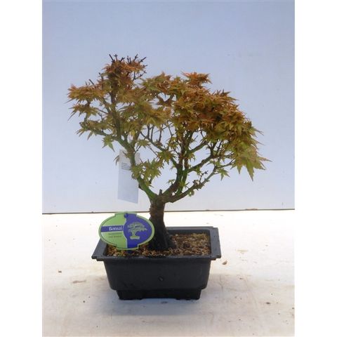 Acer palmatum 'Kotohime'