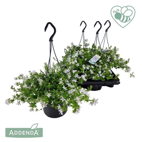 Campanula poscharskyana ADANSA WHITE