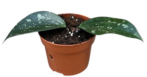 Hoya macrophylla 'Splash'