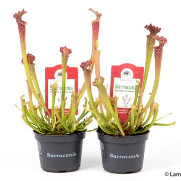 Sarracenia farnhamii