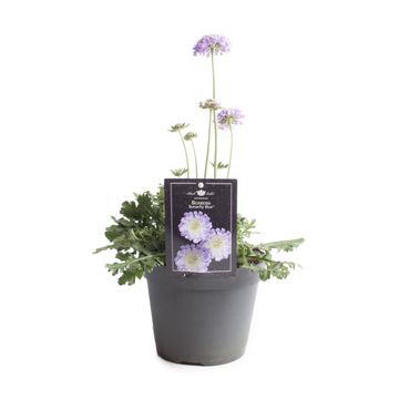 Scabiosa columbaria 'Butterfly Blue'