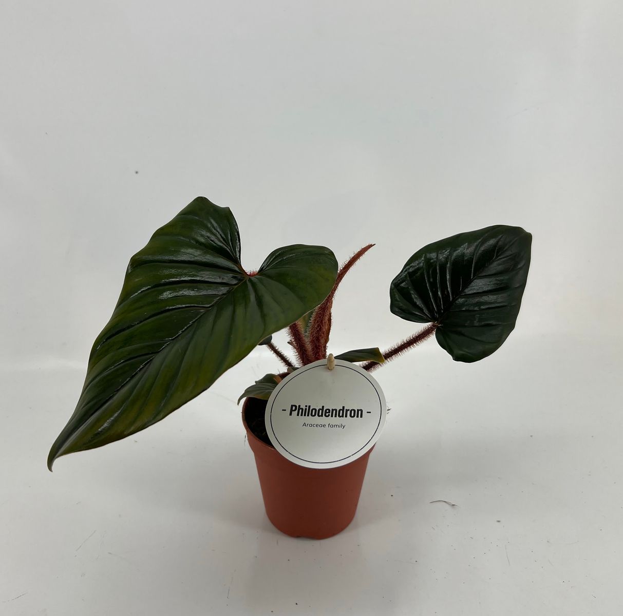 Philodendron squamicaule 'Red'  Plant Wholesale FlorAccess