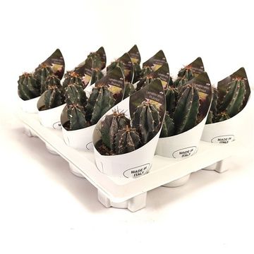 Lemaireocereus pruinosus