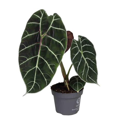 Alocasia 'Watsoniana Pride of Cup'