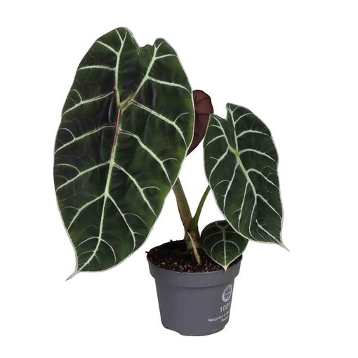 Alocasia 'Watsoniana Pride of Cup'