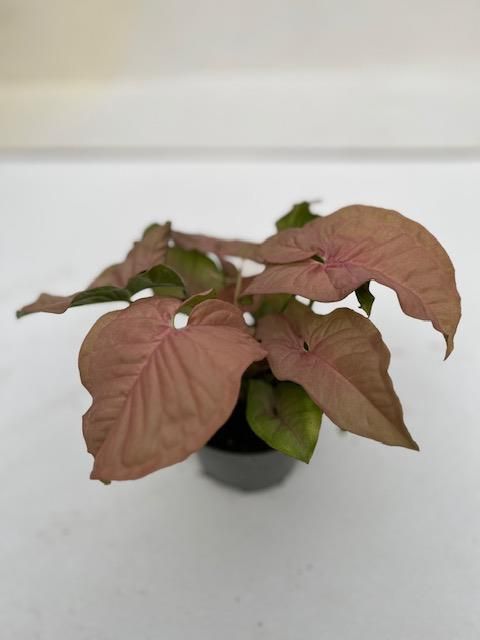 Syngonium podophyllum 'Neon'