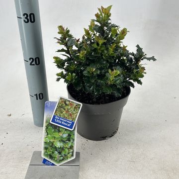 Ilex x meserveae LITTLE RASCAL