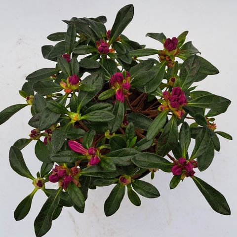 Rhododendron 'Königstein'