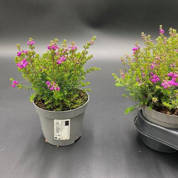 Erica cinerea