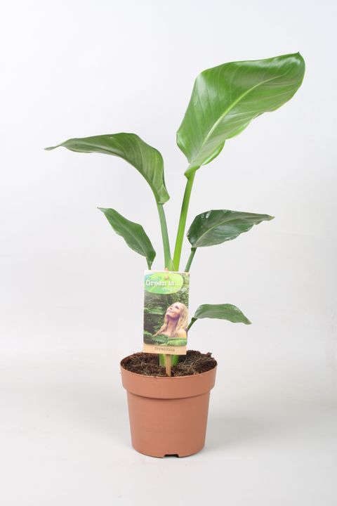 Strelitzia nicolai