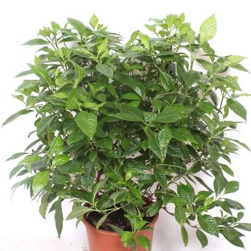 Psychotria nervosa