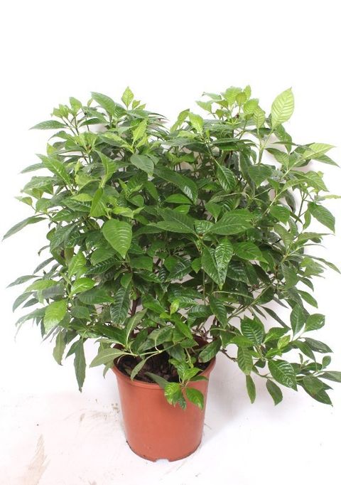 Psychotria nervosa