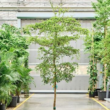 Bucida buceras 'Shady Lady'